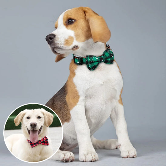 collier pourchien collierrouge colliervert