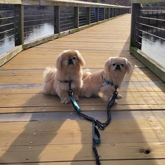 double laisse pour chien petwalk bleu pont eau