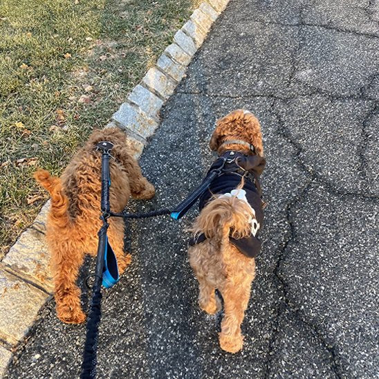 double laisse pour chien petwalk petits bleu marche