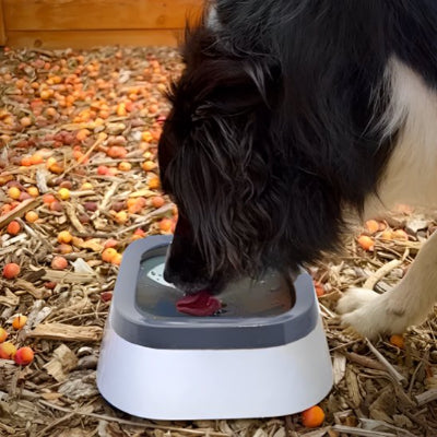Gamelle pour chien antiglisse gros chien boit