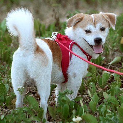 Harnais chiot rouge marche dans les feuilles