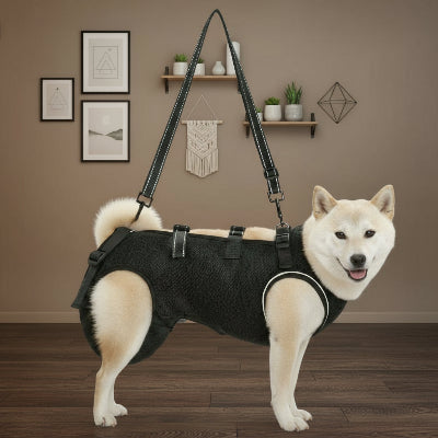 harnais de lavage chien decor au mur noir