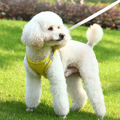 harnais pour petit chien jaune sur une pelouse