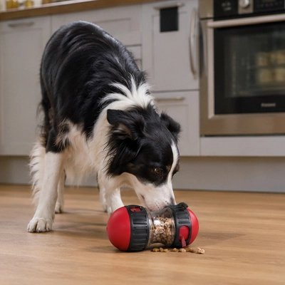 Jouet Chien dans la cuisine chien joue