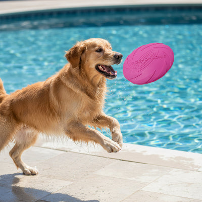 jouet pour chien joue a cote une piscine