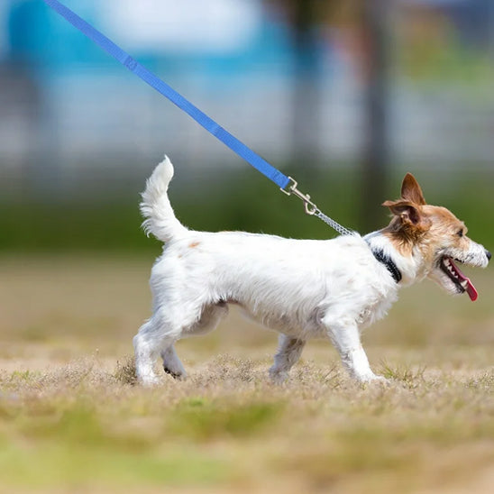 laisse pour chien achemin bleu petit