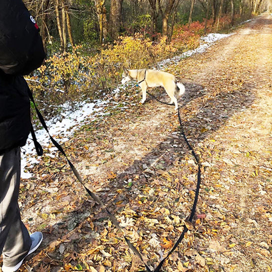 laisse pour chien achemin noir arbre autonme