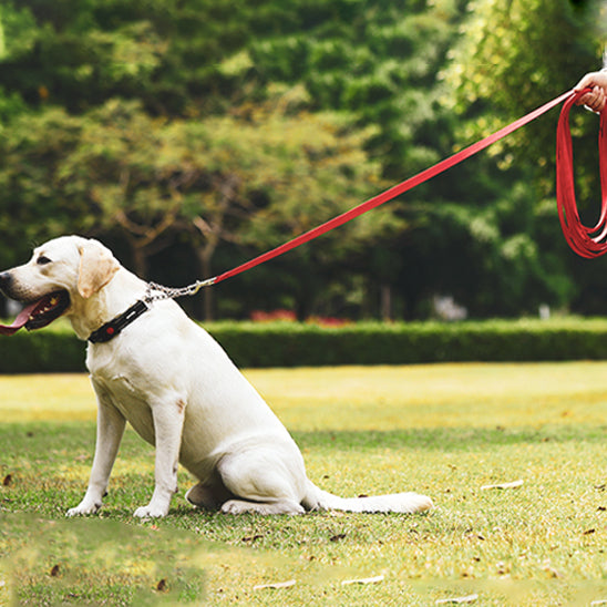 laisse pour chien achemin rouge assis