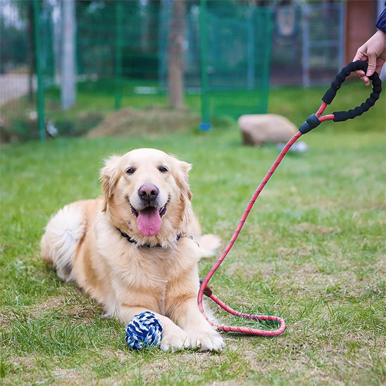 laisse pour chien amure eduic jouet