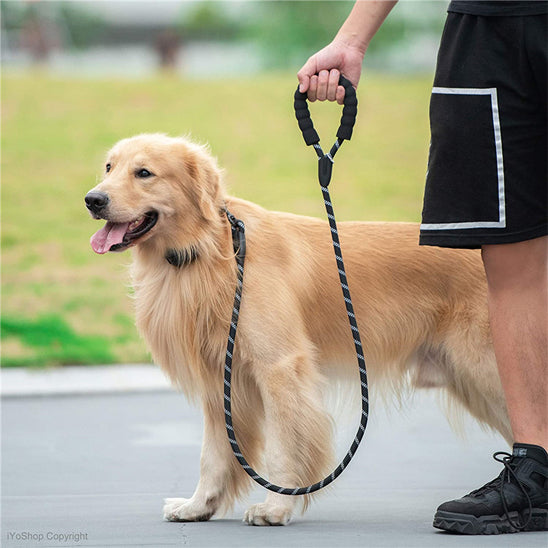 laisse pour chien amure eduic noir maitre