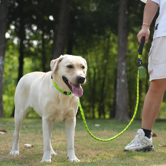laisse pour chien amure eduic vert arbre maitre