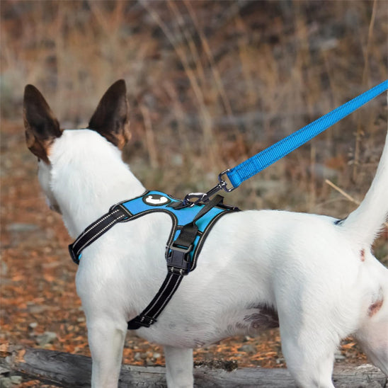 laisse pour chien repercutt bleu