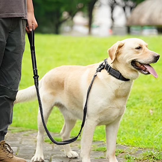 laisse pour chien souplement noir marche