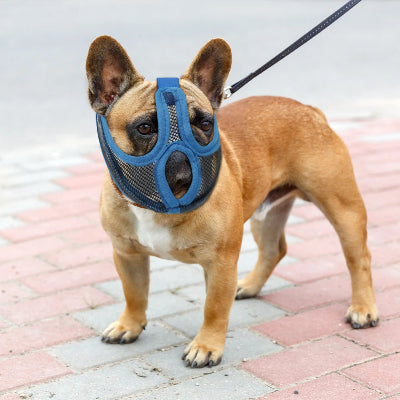 museliere bouledogue francais Force en confort bleu