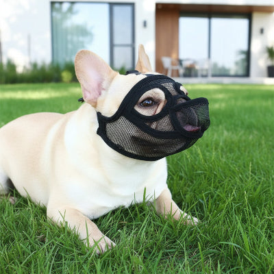 museliere bouledogue respirante confort aux balades chien sur la pelouse maison