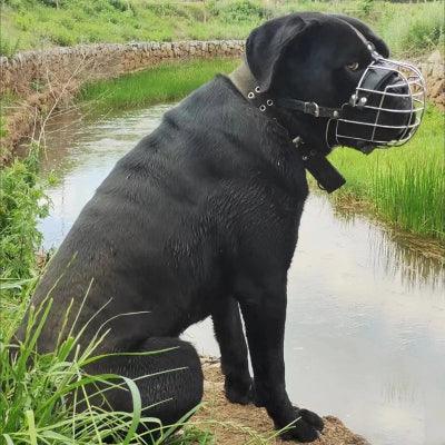 museliere chien assis devant un court deau