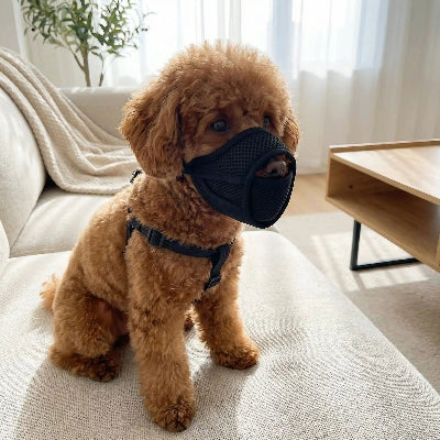 museliere chiot assis sur le sofa pret la fenetre