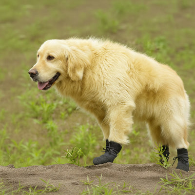 Chaussure chien noir gros et antiderapant