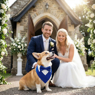 Collier bandana luminapet bleu petit chien mariage maitre eglise