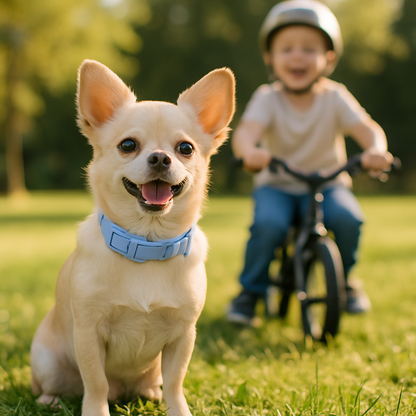 Collier chien bleu enfant velo