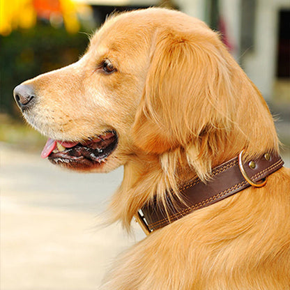 Collier chien marron dehors