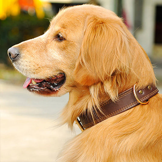 Collier chien marron dehors