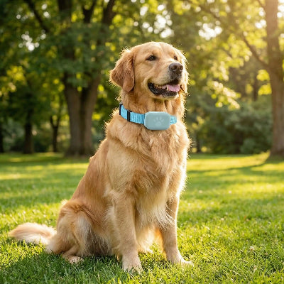 Collier connecté chien sans abonnement gps autonome bleu chien sur le gazon