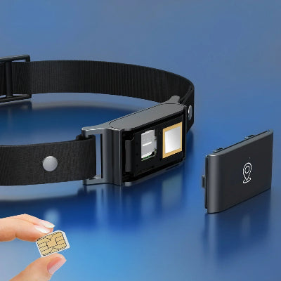 Collier connecté chien sans abonnement gps temps reel 