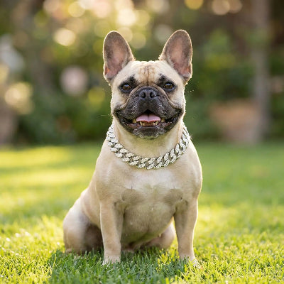 Collier fluorescent chien argent assis sur le gazon