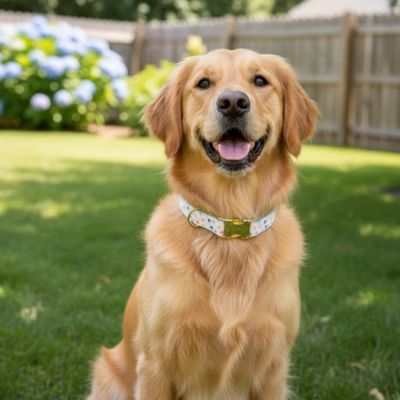 Collier fluorescent chien assis sur la pelouse FH BSAX