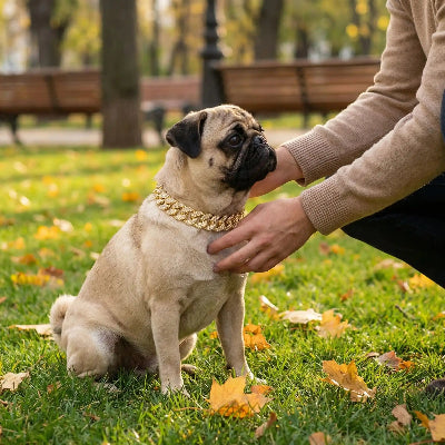 Collier fluorescent chien assis sur une pelouse avec maitre