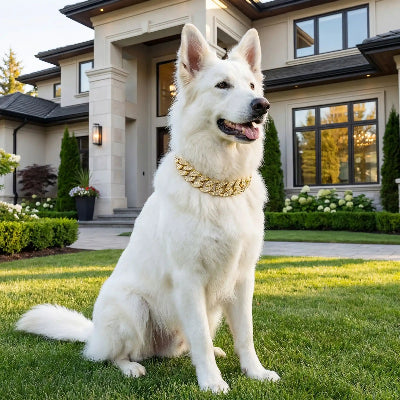 Collier fluorescent chien or assis sur la pelouse devant une belle maison