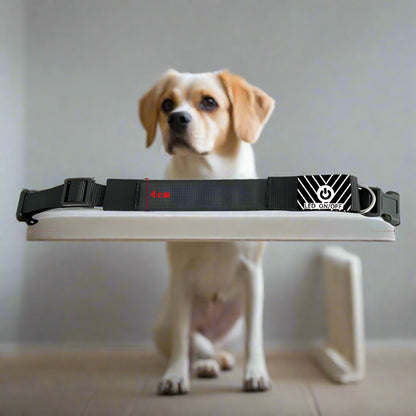 Collier lumineux chien motifs