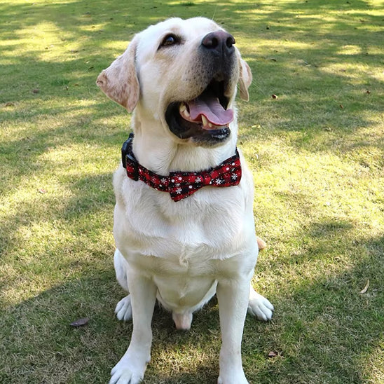 Collier pour chien assis festival