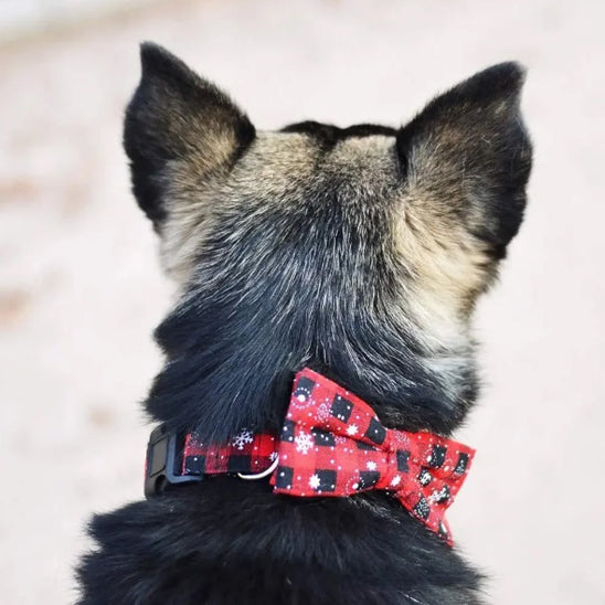 Collier pour chien noir collier rouge