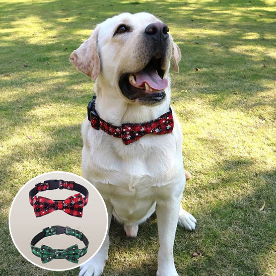 Collier pour chien rouge vert