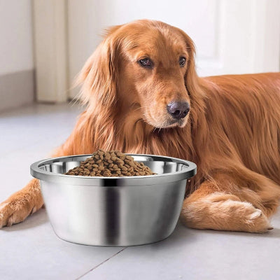 Gamelle pour chien résistant en force chien couché 