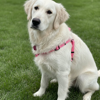 Harnais  anti traction pour chien rose assis sur gazon