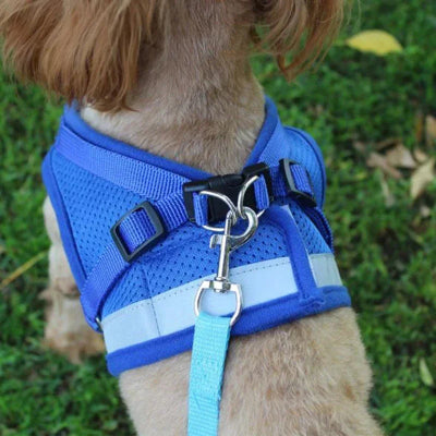 Harnais chien randonnee trekking confortable
bleu chien balade