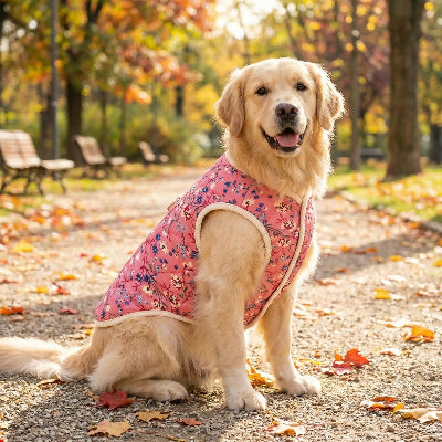 Manteau chien rose assis sur parc banc plante