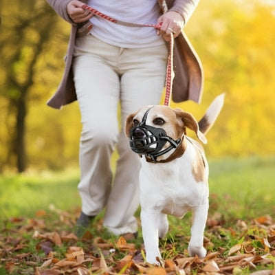 Muselière chien devant a cote son maitre avec attache 