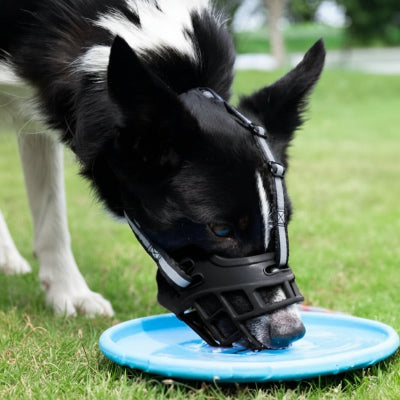 Museliere boire seau maitre chien morde pelouse