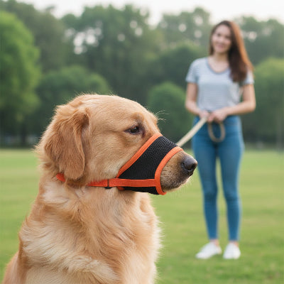 Museliere bouledogue francais orange au parc aveec maitre