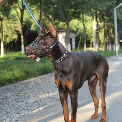 Museliere chiot noir sur une rue avec maitre