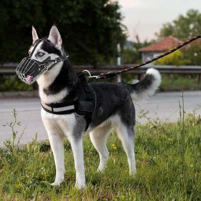 Museliere pour chiot ajustable en-cuir noir chien au bord de la route