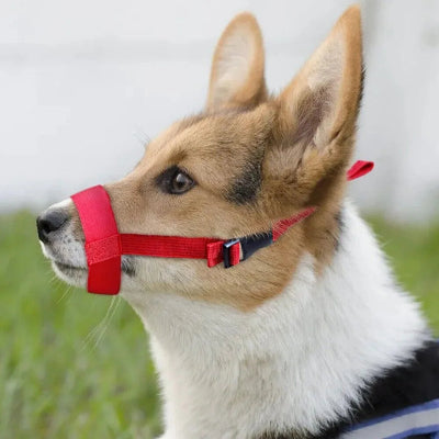 Musoliere chien anti morsure rouge observe nature
