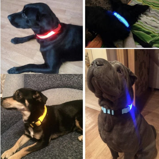 LedCollar™ - Collier à LED rechargeable pour chien - Comptoir des chiens