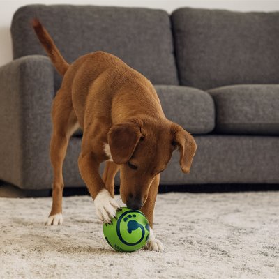 Balle pour Chien au salon dans sa bouche 