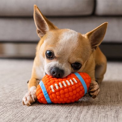 Balle pour Chien dans la bouche du chiot dans le salon