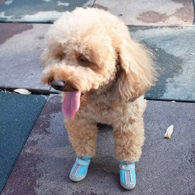 chaussure chien bleu lac se promene